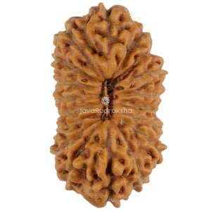 Può includere: Primo piano di una perla di Rudraksha marrone con una superficie strutturata. La perla ha un aspetto naturale e organico con creste e una scanalatura centrale. L'immagine include il testo "JavaRudraksha".
