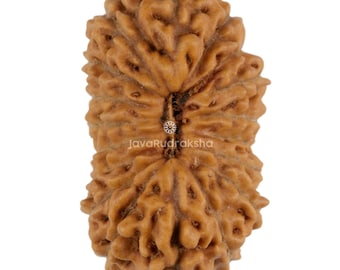 18 Mukhi Rudraksha 19,19 mm Perline di Giava / Grado A Grande / Autentica guarigione sacra naturale