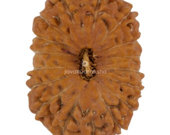 17 Mukhi Rudraksha 22,17 mm Java Perle | Klasse A Sammler | Echte Natürliche Heilige Heilung