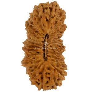 25 Mukhi Rudraksha 24.81 mm Java Bead | Grade A Collector | Genuine Natural Sacred Healing