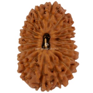 Op de afbeelding: Close-up van een bruine, getextureerde Rudraksha-kraal. De kraal heeft een natuurlijk, organisch uiterlijk met een centrale donkere holte en een patroon van ribbels en groeven. De tekst "JavaRudraksha" is op de kraal gedrukt.