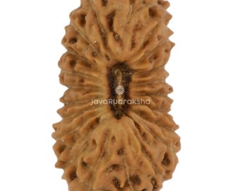 21 Mukhi Rudraksha 12.59 mm Java Bead | Grade A Small | Genuine Natural Sacred Healing