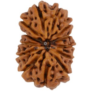 13 Mukhi Rudraksha 17.26 mm Java Bead | Grade A Medium | Genuine Natural Sacred Healing