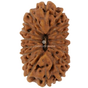 Può includere: Primo piano di una perlina Rudraksha marrone e strutturata. La perlina ha un aspetto naturale e organico con una serie di creste e scanalature. Il testo "JavaRudraksha" è visibile sulla perlina. La perlina è un prodotto naturale.