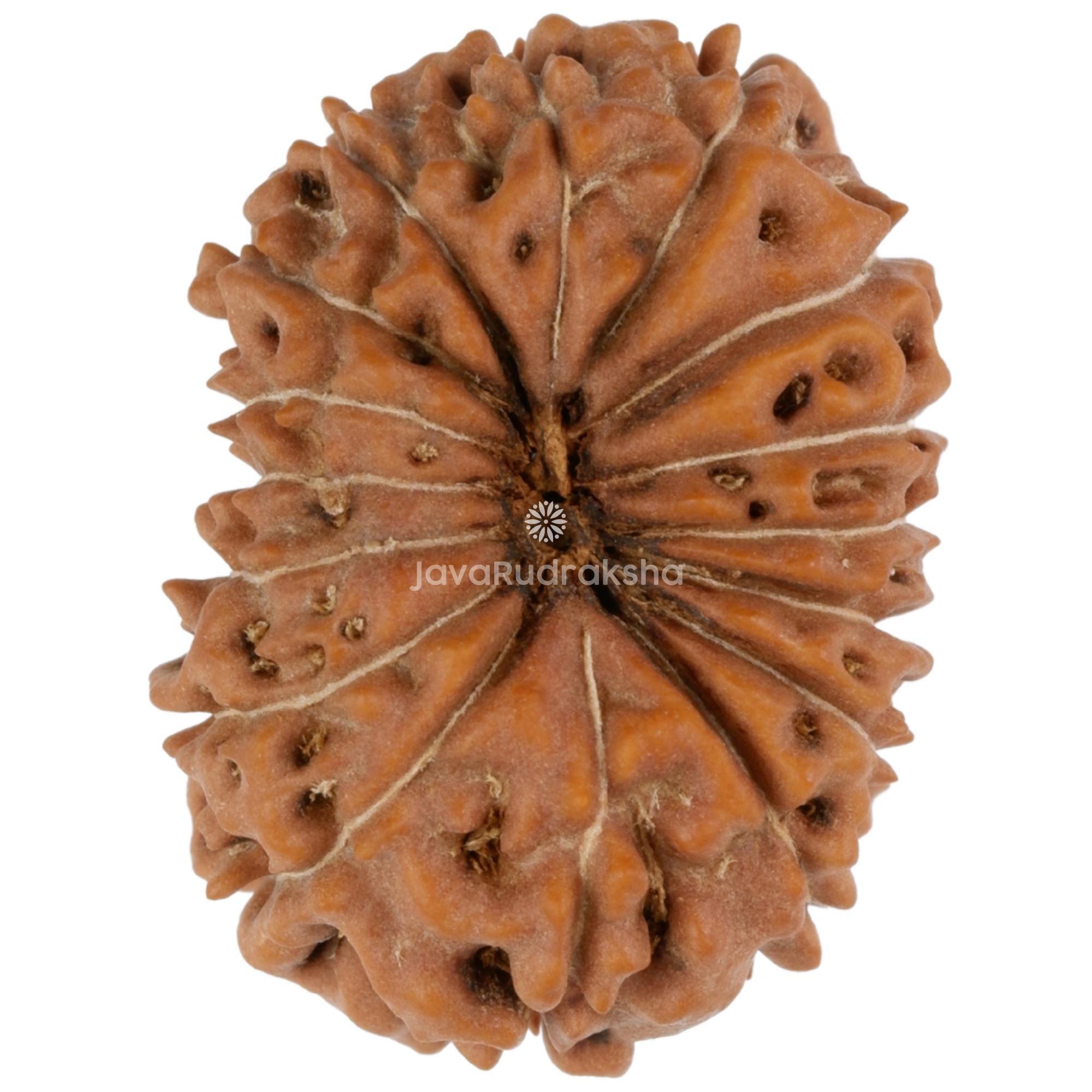 16面ルドラクシャ 22.31mm ジャワビーズ | グレードAコレクター | 本物