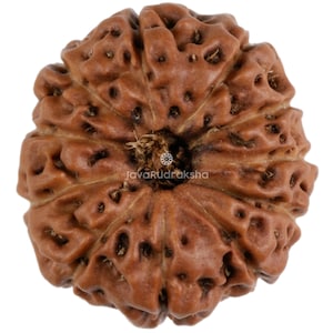 May include: A brown, round Rudraksha bead with a central hole and a textured surface. The bead has a natural, earthy appearance.