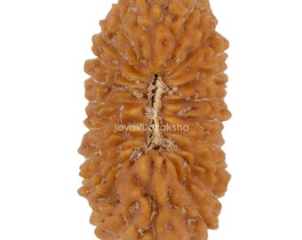 Rudraksha 21 Mukhi 21,06 mm Perla di Giava / Grado A Grande / Autentica Pietra Sacra Naturale per la Guarigione