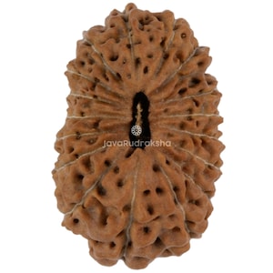 17 Mukhi Rudraksha 18.93 mm Java Bead | Grade A Medium | Genuine Natural Sacred Healing