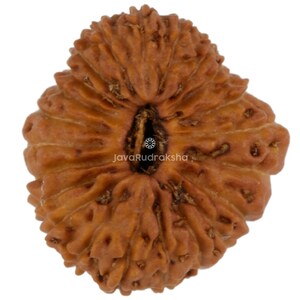 22 Mukhi Rudraksha 13.70 mm Java Bead | Grade A Small | Genuine Natural Sacred Healing