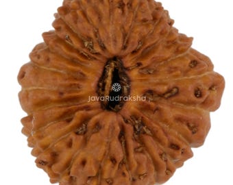 Rudraksha 22 Mukhi 13,70 mm Perla di Giava / Grado A Piccola / Autentica Pietra Sacra Naturale per la Guarigione