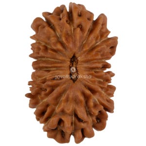 Può includere: Primo piano di una perla di Rudraksha marrone con una superficie strutturata. La perla ha un aspetto naturale e organico con creste e una scanalatura centrale. Il testo "JavaRudraksha" è visibile.