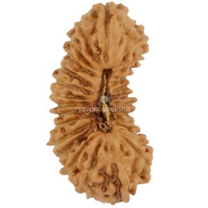 Op de afbeelding: Een lichtbruine, getextureerde Rudraksha-kraal met een natuurlijke, organische uitstraling. De kraal heeft een duidelijke vorm met ribbels en een centrale groef. De tekst "JavaRudraksha" is zichtbaar op de kraal.
