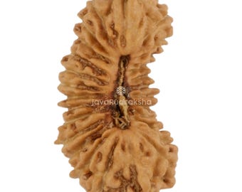 27 Mukhi Rudraksha 14.36 mm Java Bead | Grade A Small | Genuine Natural Sacred Healing