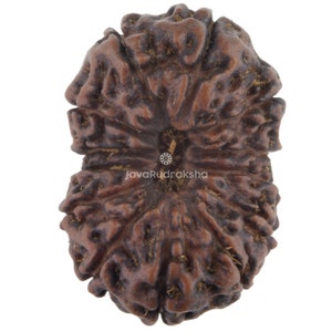 Puede incluir: Una cuenta de Rudraksha marrón de cinco caras con una superficie natural texturizada. La cuenta tiene un agujero central y es un artículo popular en el hinduismo.