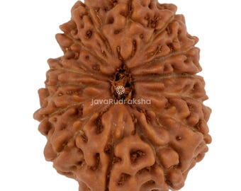 14 Mukhi Rudraksha 22.56 mm Java Bead | Grade A Collector | Genuine Natural Sacred Healing