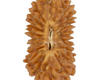 21 Mukhi Rudraksha 13.97 mm Java Bead | Grade A Small | Genuine Natural Sacred Healing