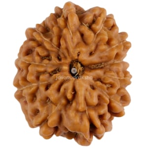 以下が含まれることがあります： 自然な質感の表面を持つ、茶色の五面体ルドラクシャビーズ。ビーズの中央に小さな穴があります。