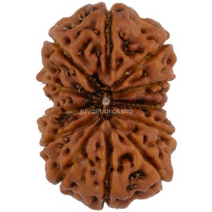 12 Mukhi Rudraksha 21.21 mm Java Bead | Grade A Large | Genuine Natural Sacred Healing
