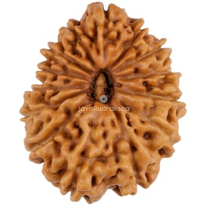 Grade A | 14 Mukhi Rudraksha 24.12 mm Large Size | Java Indonesia Loose Undrilled Original Authentic Natural Bead