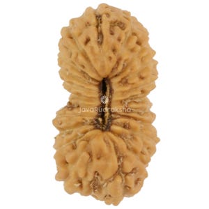 21 Mukhi Rudraksha 14.37 mm Java Bead | Grade A Small | Genuine Natural Sacred Healing