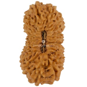 21 Mukhi Rudraksha 20.41 mm Java Bead | Grade A Large | Genuine Natural Sacred Healing