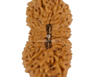 21 Mukhi Rudraksha 20.41 mm Java Bead | Grade A Large | Genuine Natural Sacred Healing