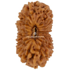 20 Mukhi Rudraksha 15.52 mm Java Bead | Grade A Medium | Genuine Natural Sacred Healing