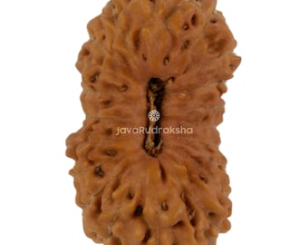 Rudraksha 20 Mukhi da 15,22 mm, perla di Giava / Grado A Medio / Autentico Naturale Sacro Curativo