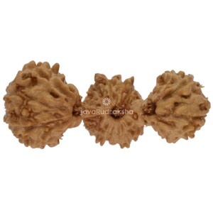 Puede incluir: Tres cuentas Rudraksha marrones, cada una con una superficie texturizada y una apariencia natural y orgánica. Las cuentas están ensartadas juntas, mostrando sus formas y patrones únicos. La imagen incluye el texto "javaRudraksha".