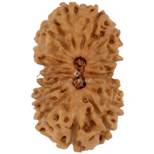 Può includere: Una perla di Rudraksha marrone con una superficie strutturata e un aspetto naturale. La perla presenta un foro centrale e un design complesso e sfaccettato. Il testo "JavaRudraksha" è visibile. Questo articolo è probabilmente usato per la meditazione.