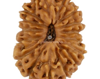 16 Mukhi Rudraksha 17,10 mm Perline di Giava / Grado A Medio / Guarigione Sacra Naturale Autentica