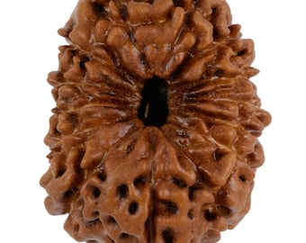 14 Mukhi Rudraksha 22,91 mm Perline di Giava / Grado A da collezione / Autentica guarigione sacra naturale