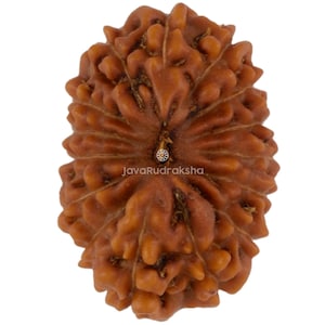 Pode incluir: Uma semente de Rudraksha castanha de forma oval com uma superfície profundamente texturizada e multifacetada, apresentando cristas e sulcos proeminentes. A semente tem um aspeto natural e orgânico com o texto JavaRudraksha impresso.