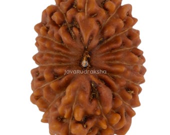 15 Mukhi Rudraksha 17.01 mm Java Bead | Grade A Medium | Genuine Natural Sacred Healing