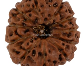 11 Mukhi Rudraksha 17.59 mm Java Bead | Grade A Medium | Genuine Natural Sacred Healing