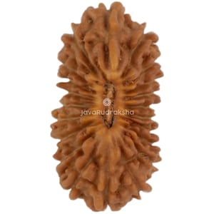 21 Mukhi Rudraksha 13.72 mm Java Bead | Grade A Small | Genuine Natural Sacred Healing