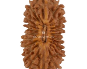 21 Mukhi Rudraksha 13.72 mm Java Bead | Grade A Small | Genuine Natural Sacred Healing