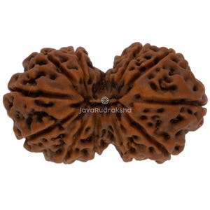 May include: A brown, dual-lobed Rudraksha bead with a deeply textured, pitted surface and natural ridges. The center of the bead features a small, circular logo and the text JavaRudraksha printed in white against the organic brown surface.