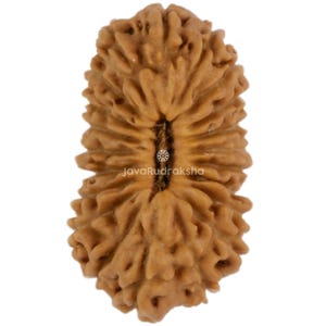 21 Mukhi Rudraksha 16.87 mm Java Bead | Grade A Small | Genuine Natural Sacred Healing