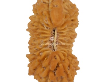 21 Mukhi Ganesh Rudraksha 22,55 mm Java Bead / Grado A da collezione / Raro autentico naturale sacro curativo