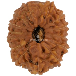 May include: A brown, spherical Rudraksha bead with a deeply textured, wrinkled surface and multiple vertical ridges. The bead features a central hole running through its core, with the text JavaRudraksha printed in white near the center.
