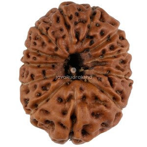 May include: A brown Rudraksha bead with a hole in the centre. The bead has a textured surface with many small bumps and ridges.