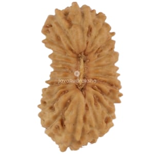21 Mukhi Rudraksha 10.68 mm Java Bead | Grade A Small | Genuine Natural Sacred Healing