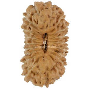 May include: Close-up of a light brown Rudraksha bead with a textured surface. The bead has a natural, organic appearance with a central hole. The text "JavaRudraksha" is visible on the bead. This item is likely used for spiritual or decorative purposes.