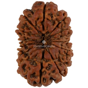 Peut inclure: Gros plan sur une perle de Rudraksha marron texturée. La perle a une surface complexe et à multiples facettes avec un aspect naturel et organique. La perle est de couleur marron clair et a une forme unique. Le texte "JavaRudraksha" est visible.