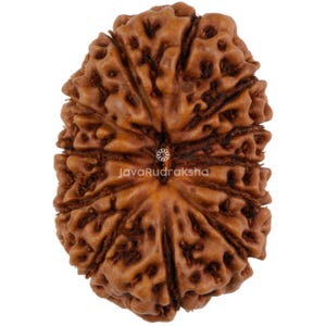 May include: A brown, oval-shaped Rudraksha bead with six faces and a central hole. The bead has a rough, textured surface.