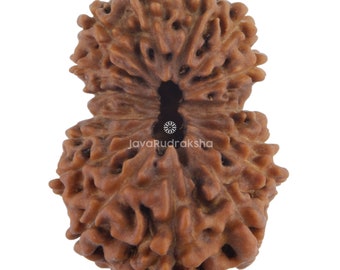 Grade A | 16 Mukhi Rudraksha 23.39 mm Large Size | Java Indonesia Loose Undrilled Original Authentic Natural Bead