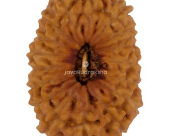 17 Mukhi Rudraksha 18.63 mm Java Bead | Grade A Medium | Genuine Natural Sacred Healing