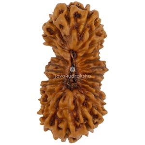 May include: A brown, textured Rudraksha bead with a multi-lobed design. The bead has a natural, organic appearance, with a rough surface and a complex, layered structure. The bead is a natural product, likely used for spiritual or decorative purposes.