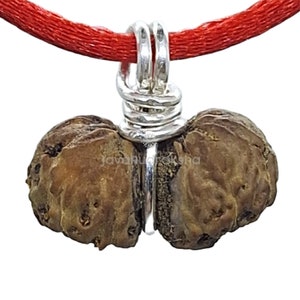 Grade B | Gauri Shankar 12 Mukhi Rudraksha 12.98 mm Small Size in 925 Sterling Silver Wire | Java Indonesia Original Authentic Natural Bead
